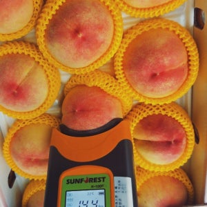[당도보장] 딱복 4kg 신비복숭아 황도 말랑이 제철 대월 경봉 천중도 차돌