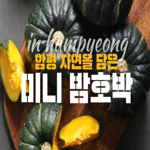 산지직송 함평 보우짱 미니밤호박 단호박 2kg 농가직거래