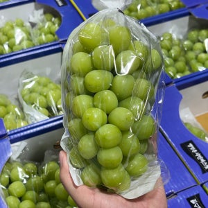 국내산 포도 특등급 거봉 샤인머스켓 레드클라렛 캠벨포도 2kg 3kg 4kg