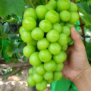 샤인머스켓 국내산 고당도 포도 망고포도 명절 선물세트 2kg (4~5수)