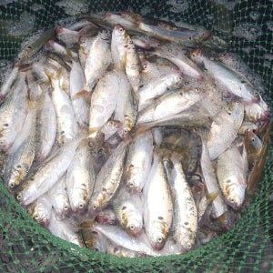 국내산 제철 전어 생물 500g 1kg 여름 가을 전어