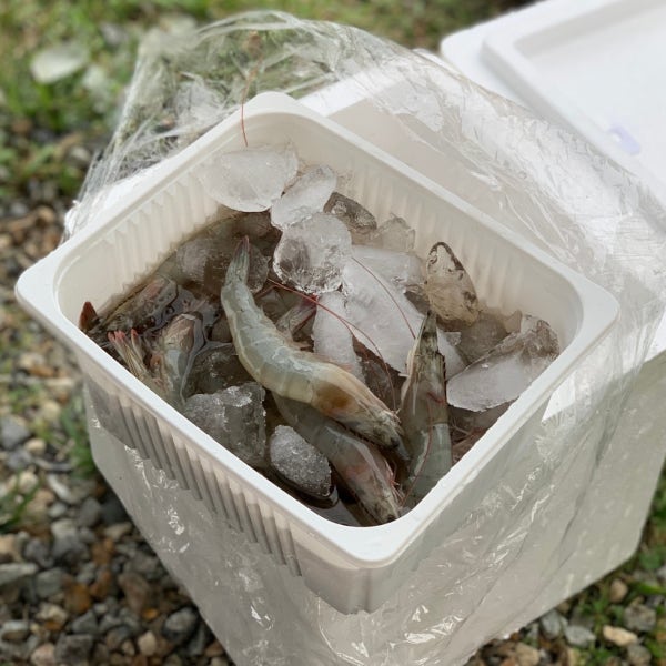 지수산 지수산새우 1kg (35미내외)