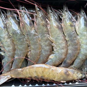 국내산 고창 흰다리새우 특대 생새우 1kg 산지직송 남다른새우