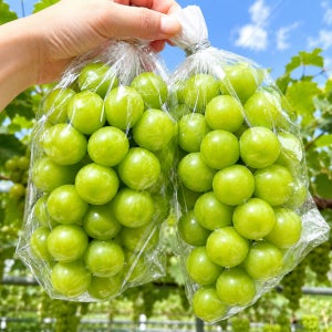 [산지직송/가정용] 샤인머스켓 1kg 2kg