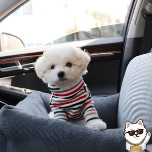 강아지 카시트 전좌석 설치 소형견 극세사 드라이브 쿠션 방석 분리 60cm