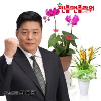 개업축하화분 영전승진이취임화분 서양란