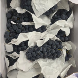 산지직송 프리미엄 특품 국산 켐벨포도, 샤인머스켓, 거봉 1kg~3kg
