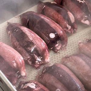 백년밥상 속초 오징어순대 2미 600g