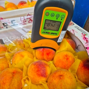 15브릭스이상 황도 장호원 망고복숭아 만백천 4kg 12과 내외 딱쫀말랑 골드로망복숭아