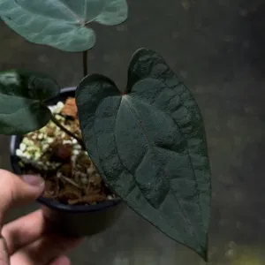 안스리움 레드스파이더 X 레드베인 다크피닉스 11956