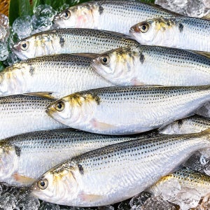 국내산 통영 거제 삼천포 전어 구이용 3kg 24-36미 고소한 별미 가을 제철 생선 캠핑 숯불구이