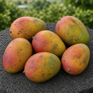 제주애플망고 못난이 혼합과 중품 애플망고 1kg, 2kg