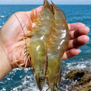국산 제철 흰다리새우 500g 1kg 활새우 회
