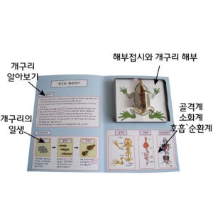 과학 수업교구 개구리 해부 팝업북 만들기 DIY 북아트 3세트 인지발달 유치원