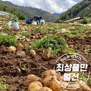 26년 포슬포슬 햇 두백 감자 분감자 상 10kg 내외 강원 홍천 내면 고랭지 청정산속 노지 재배 프리미엄