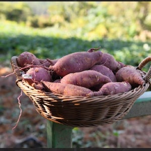 햇 한입 고구마 5kg