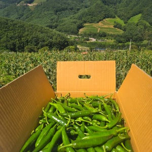 정선 청양 풋고추 10kg(특) -특가할인 -해발800m청정지역 -당일수확 -산지직송