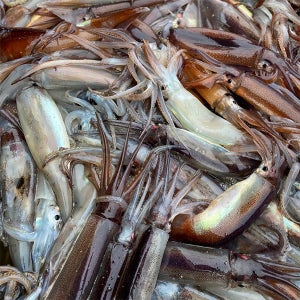 동해 국내산 생물 급냉 오징어 통찜용 kg당 7-8미 1kg, 1개