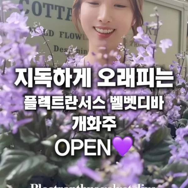 코티지더베르 플렉트란서스 벨벳디바 야생화 모종 포트 가든 정원식물