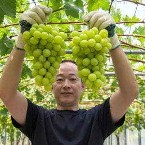 [당도선별] 샤인머스켓 2kg 3수 4수 고당도 청포도