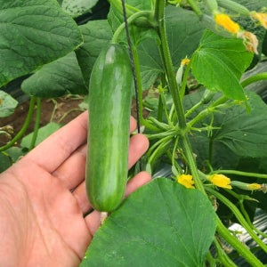 수분가득 아삭한 휴대간편 미니오이 1kg