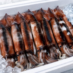 군산 오징어 5마리 1박스 국내산 초코오징어 제철 급냉 통찜 숙회 볶음 1kg~1.5kg