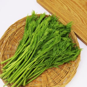 국내산 여름두릅 산나물 4kg 참나물