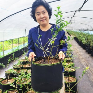자연아침 블루베리 묘목 메도우락 2년생 토양 화분포함 세트