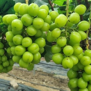 고당도 김천 샤인머스켓 씨없는 망고포도 산지직송 1kg 2kg