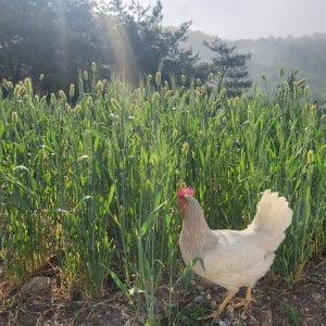 산지직송 NON-GMO 유기농사료 무항생제 토종닭란 난각번호 1번 자연방사 30구, 1개