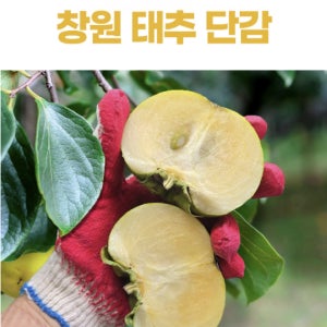 명품 태추 단감 5kg 20과 내외 특품