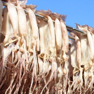 속초 반건조오징어 10미 마른 피데기오징어 버터구이 맥주안주 간식 요리 반찬