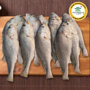 [함양시장] 옥계상회 물간 손질 침조기 제사용 3마리(마리당 450g내외/36-40cm 내외)(긴가이석태)