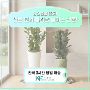 BEST 중형화분 금전수 고무나무 뱅갈고무나무 스투키 화분 개업 승진선물
