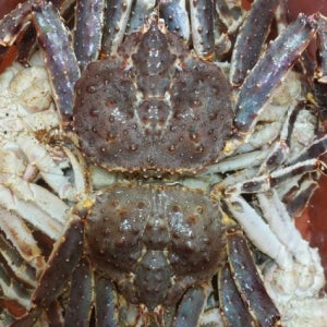 러시아 레드 자숙킹크랩 3kg(자숙 전 중량)