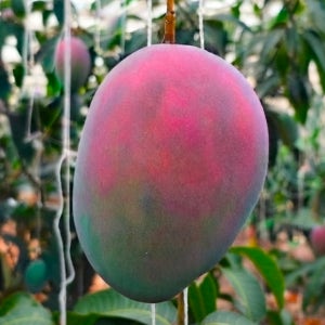 제주 애플망고 왕애플망고 3kg 산지직송 프리미엄