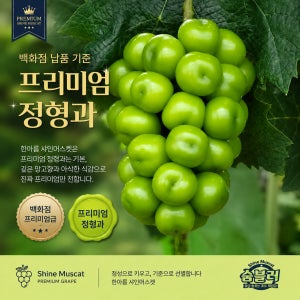 [72미네랄] 프리미엄 샤인머스캣 선물세트 특품 선별과