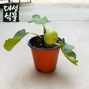 무화과 소품 10cm 과실수 유실수 열매 베란다 화분 키우기 대성식물