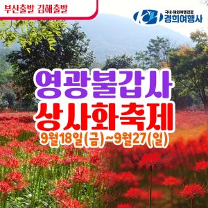 부산출발 영광 불갑산상사화축제 불갑사 꽃무릇 숲쟁이 꽃동산 가을 리무진관광버스 경희여행사