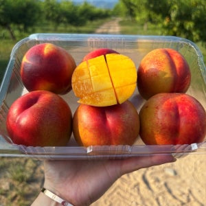 경북 영천 환타지아 망고복숭아 천도복숭아 제철 과일 산지직송 2kg, 1개