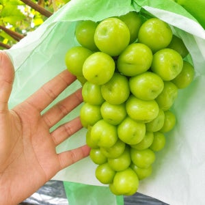 국내산 김천 샤인머스캣 20Brix 고당도 산지직송 프리미엄/실속형 (1~2kg)