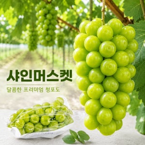 경북 경산 샤인머스켓 산지직송 고당도 프리미엄 망고향 청포도 국내산과일