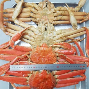 러시아 자숙 대게 A급 10kg(자숙 전 중량)