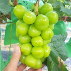 국내산 고당도 프리미엄 샤인머스켓 2kg 당도선별 신선포도