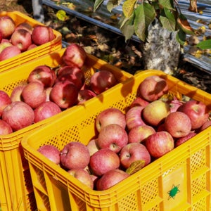 못난이 가정용 홍로 사과 쥬스용 2gk~10kg 못났지만 실속있는 갈아먹는 과일