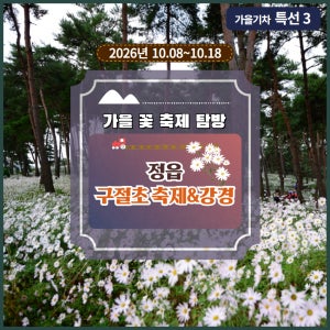 [가을 기차 당일여행] 가을꽃 구절초축제와 강경이아기