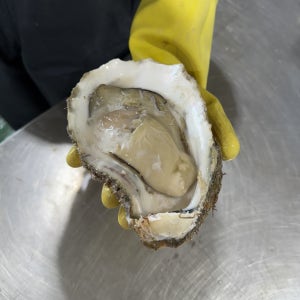 통영 자연산 바위굴 4kg