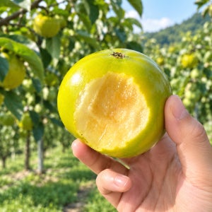 [산지직송] 창녕 태추단감 고당도 단감 시즌과일 대과, 3kg, 1개