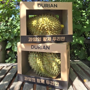 항공직송 두리안 통두리안 전용케이스 배송 2.3kg, 1개