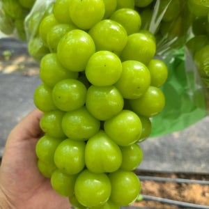 고당도 당일수확 산지직배송 샤인머스켓, 4kg